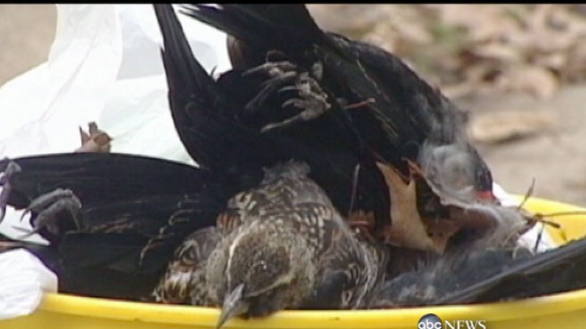 VIDEO: Mystery in Arkansas: Thousands of dead birds dropped out of the sky