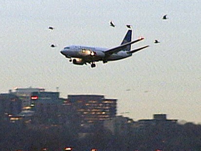 VIDEO: Bird Strikes: Growing Threat