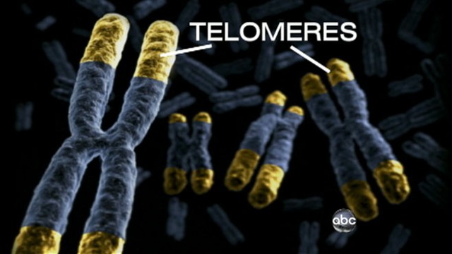VIDEO: An over-the-counter blood test measures your telomeres to calculate lifeline.