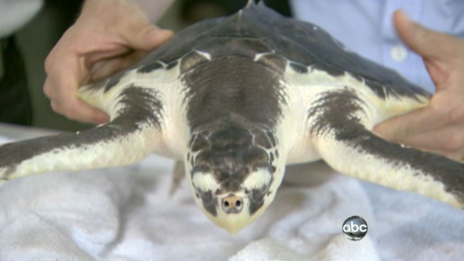 VIDEO: Gulf Wildlife, a Year After Oil Spill