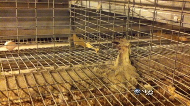 VIDEO: Video appears to show dead birds, flies at Kreider Farms of Pennsylvania.