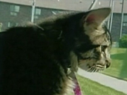 VIDEO: Cat Travels from New Mexico to Chicago