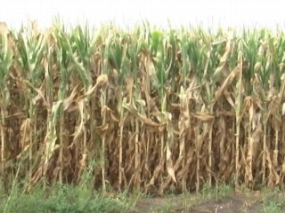 Watch: From Snowstorms to Droughts