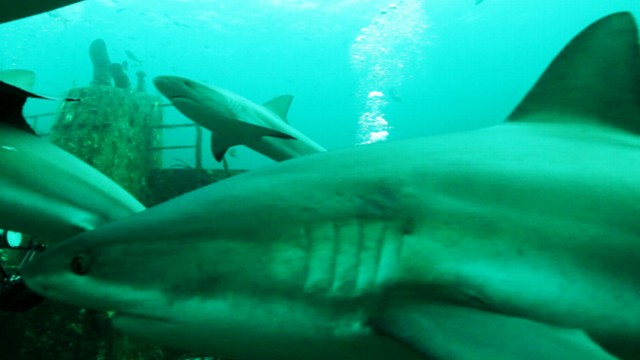 VIDEO: Find out why these predators troll the waters so close to the shore where swimmers are.