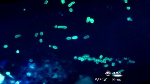 VIDEO: Antibiotic-resistant bacterium raises new concerns about American food safety.