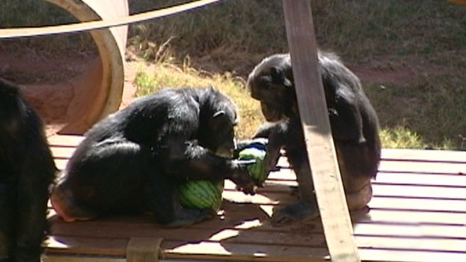 VIDEO: The Science of Monkey Morality
