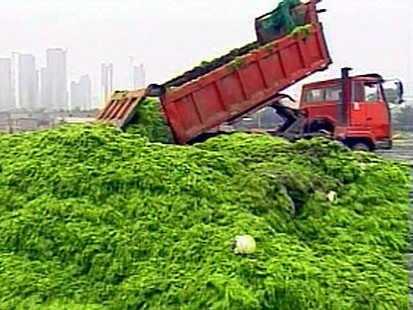 Truckloads of Algea Are Pulled From The Sea