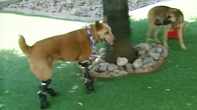 VIDEO: The pup lost his paws to frostbite after being abandoned in Nebraska.