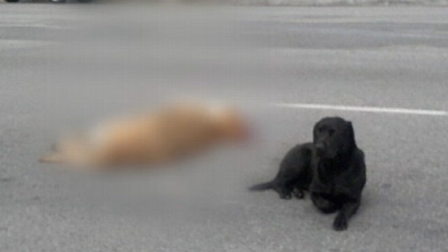 VIDEO: A black lab refuses to leave the side of another dog hit by a car.