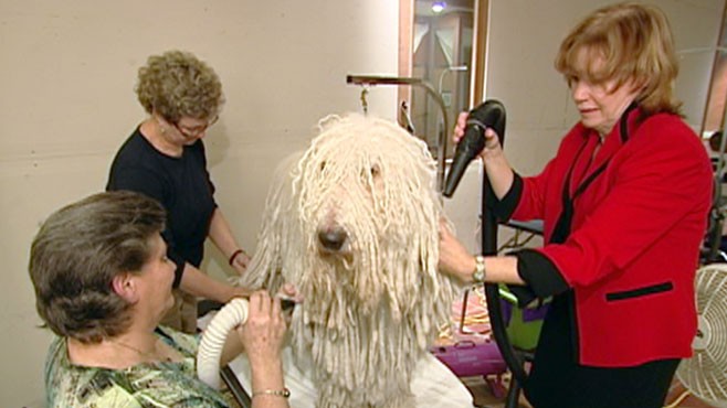 VIDEO: Lindsey Davis takes you behind the scenes at the quest for best in show.