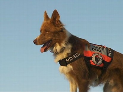 VIDEO: Wilma Melville, 78, trains shelter dogs to rescue victims during disasters.