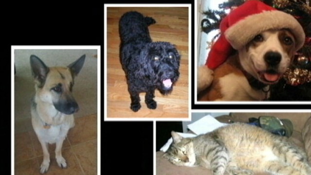 VIDEO: New research finds pets can improve the health of owners, especially children.