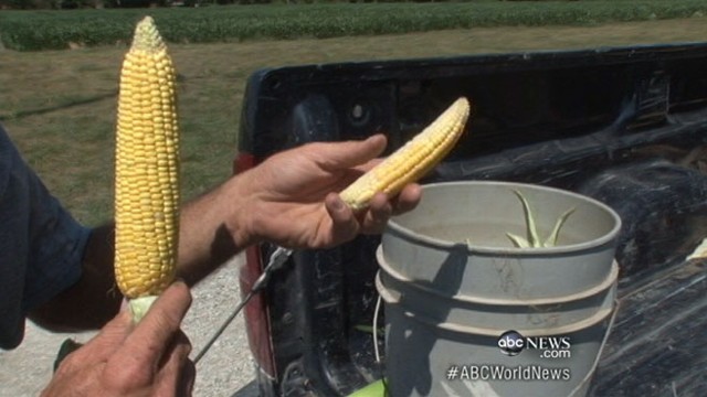 VIDEO: U.S. Department of Agriculture reports dire news for farmers for month of July.
