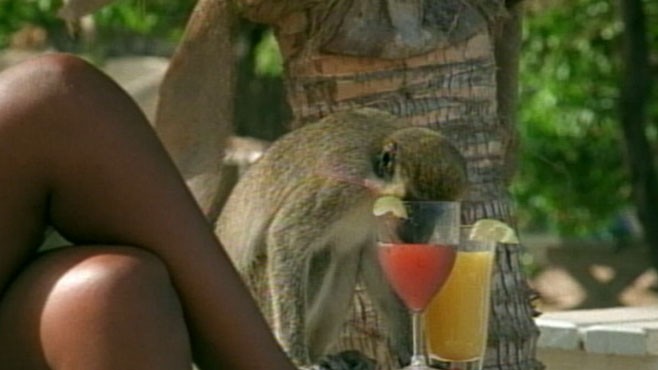VIDEO: Researchers are teaching monkeys about the effects of heavy binge drinking.