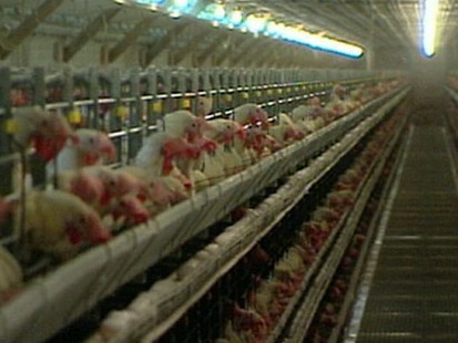 VIDEO: Filthy Farms in Iowa
