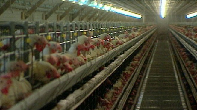 VIDEO: Filthy Farms in Iowa