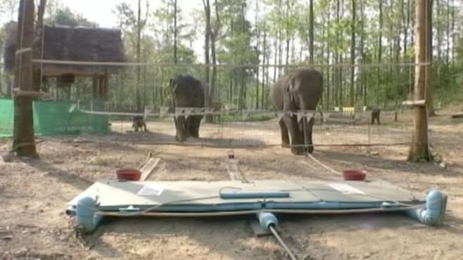 VIDEO: Study finds elephants understand how cooperation works and when to use it.