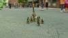 VIDEO: Banker rescues ducks