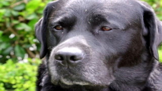 VIDEO: Americans spend $55 billion a year on their pets. Paula Faris has ways to save.