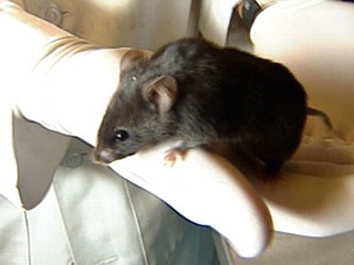 lab mouse