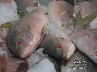 Watch: Fish Tested for Authenticity