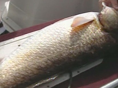 VIDEO: Fishermen Want to Fish