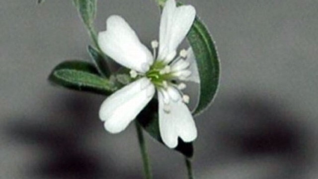 VIDEO: Russian scientists grow ancient flower from 30,000-year-old burrow.