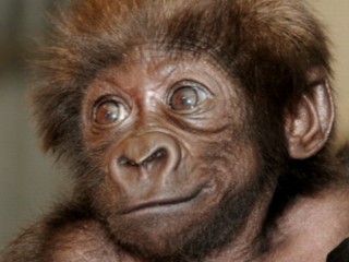 Watch: Baby Gorillas Raised By Humans at Cincinnati Zoo