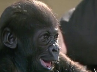 Watch: Orphaned Gorilla Gets Help From Human Touch