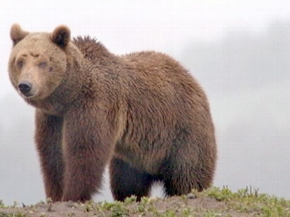 VIDEO: See Dianes entire interview with Jack Hanna about being attacked by a bear.