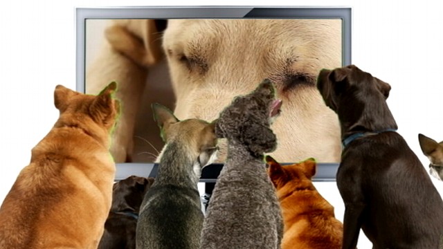 Man's Best Friend Gets TV Station | Video - ABC News