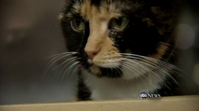 VIDEO: Colorado familys missing pet found in New York City.