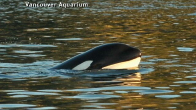 VIDEO: 4-Year-Old Orca Saved by Locals in Canada