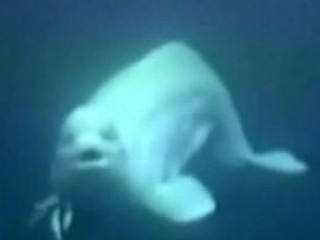 Watch: Instant Index: Whale Imitates Human Speech; Unfinished John Lennon Lyrics