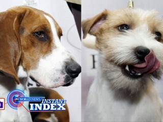 Watch: New Breeds to Compete in Westminster Dog Show