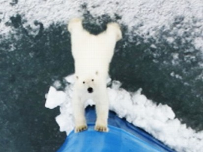 Watch: Instant Index: Polar Bear Greets Cruise Ship