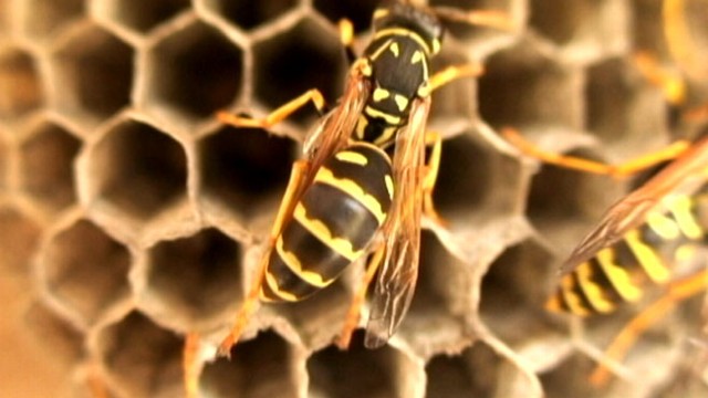 VIDEO: ABC News Linzie Janis shows you how to avoid a potentially life threatening sting.
