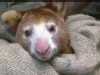 play video on ABC News