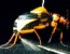 Beetle Arms Itself With Chemically Charged Glands
