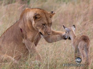 Watch: Lion Adopts Baby Antelope