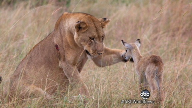 VIDEO: VIDEO: Lioness encounter with an antelope calf has a happy ending.
