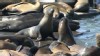 VIDEO: Famous San Francisco Sea Lions Leave in Droves