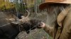 VIDEO: Pete the Moose needs a home