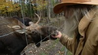 VIDEO: Pete the Moose needs a home