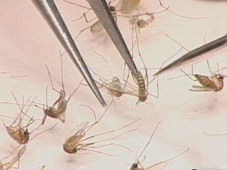 Watch: Battling West Nile Virus Across America