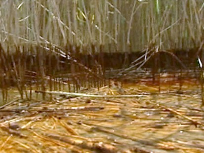 VIDEO: The Louisiana governor says there is a blanket of heavy oil in the marshlands.