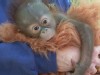 Baby Orangutan Has 50 Surrogate Mothers