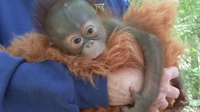 VIDEO: Baby Orangutan Has 50 Surrogate Mothers