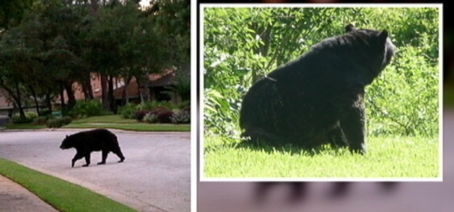 VIDEO: Susan Chalfant was walking her dogs when the bear knocked her down and mauled her.