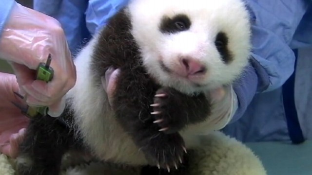 VIDEO: Zookeepers were alerted by cries of distress from the mother panda, Mei Xiang.